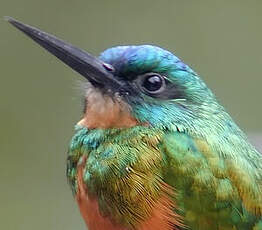 Jacamar vert