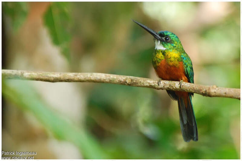 Jacamar vert mâle adulte, identification