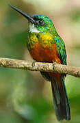 Green-tailed Jacamar