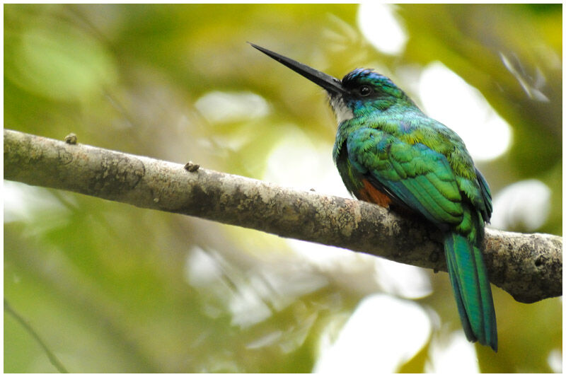 Jacamar vert mâle adulte