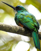 Green-tailed Jacamar