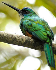 Jacamar vert