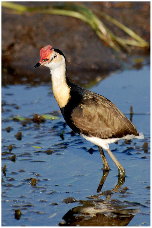 Jacana à crêteadulte