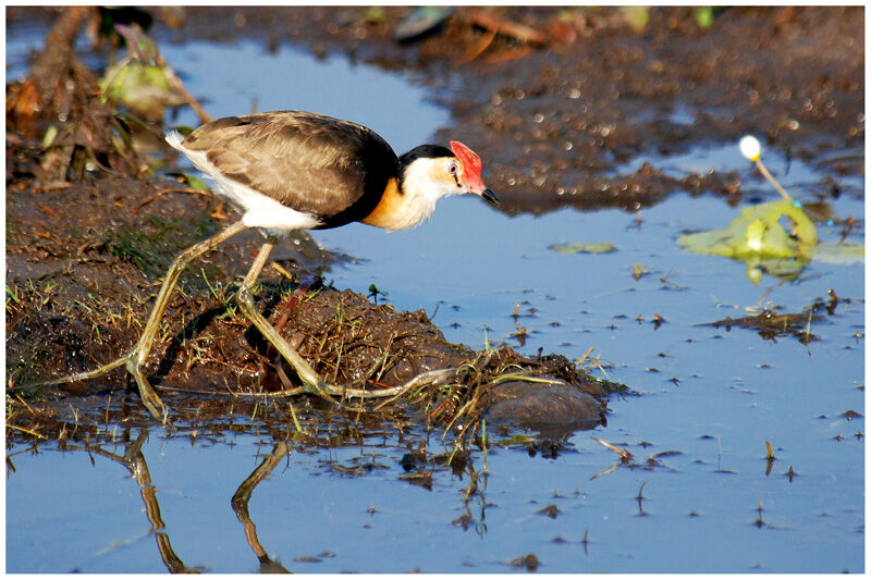 Jacana à crêteadulte