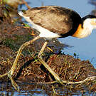 Jacana à crête