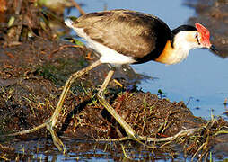 Jacana à crête