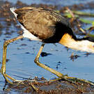 Jacana à crête