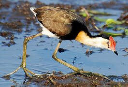 Comb-crested Jacana