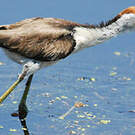 Jacana à crête