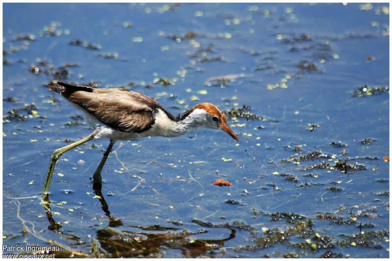 Jacana à crêteimmature