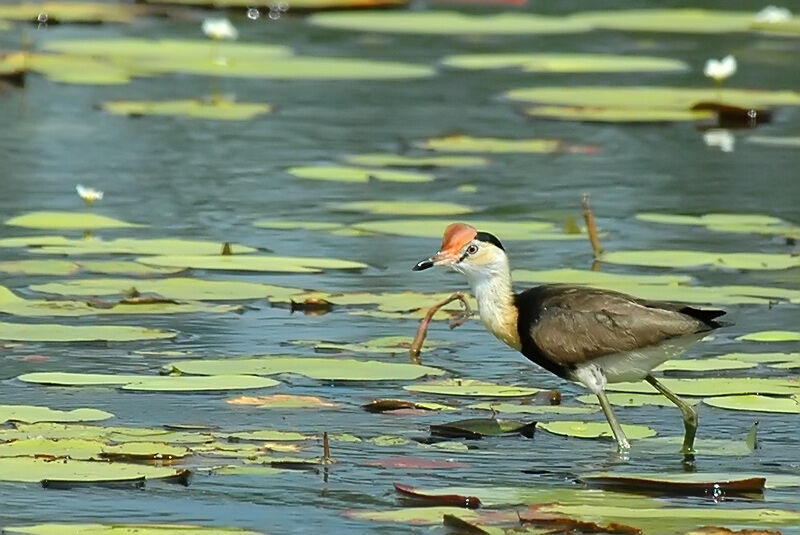 Comb-crested Jacana