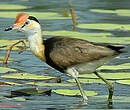 Jacana à crête