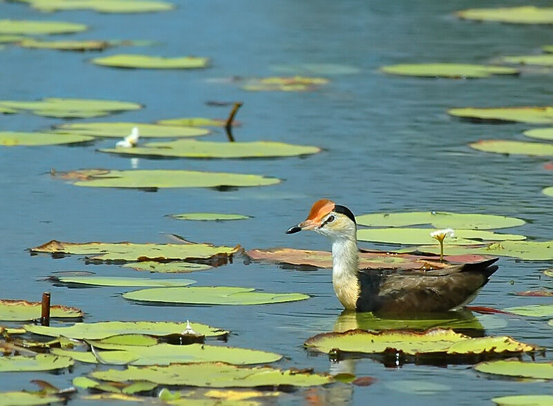 Comb-crested Jacana