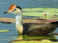 Comb-crested Jacana