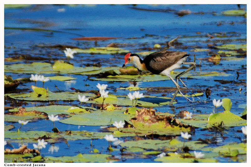 Comb-crested Jacanaadult breeding