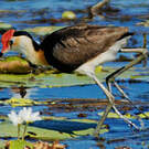 Jacana à crête