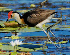 Comb-crested Jacana