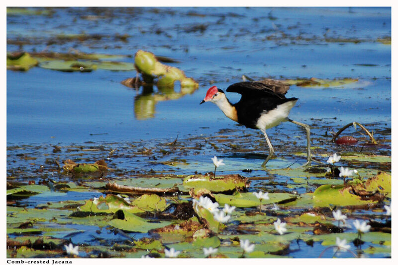 Jacana à crêteadulte nuptial