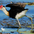 Jacana à crête