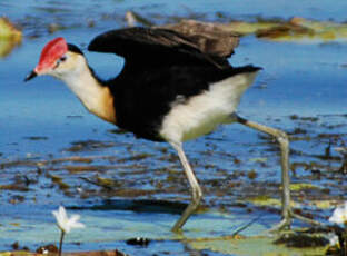 Jacana à crête