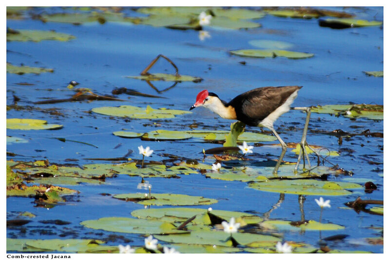 Jacana à crêteadulte nuptial