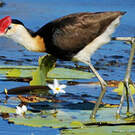Jacana à crête