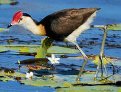 Jacana à crête