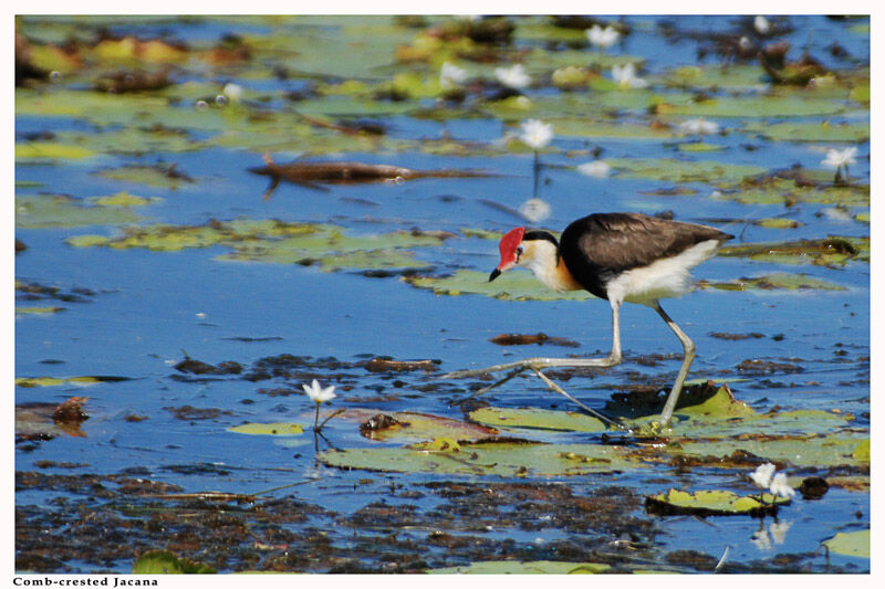 Jacana à crêteadulte nuptial