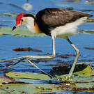 Jacana à crête