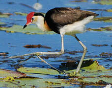 Comb-crested Jacana