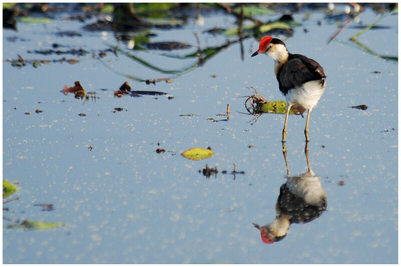 Jacana à crêteadulte