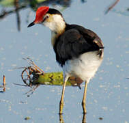 Comb-crested Jacana