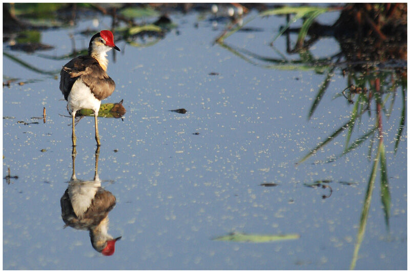 Jacana à crêteadulte