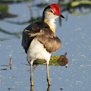 Comb-crested Jacana