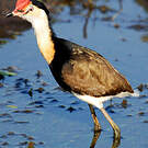 Jacana à crête