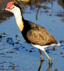 Jacana à crête