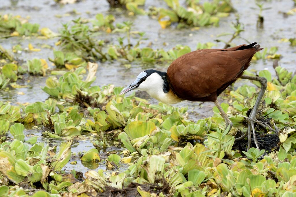 Jacana à poitrine doréeadulte