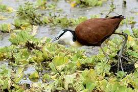 Jacana à poitrine dorée