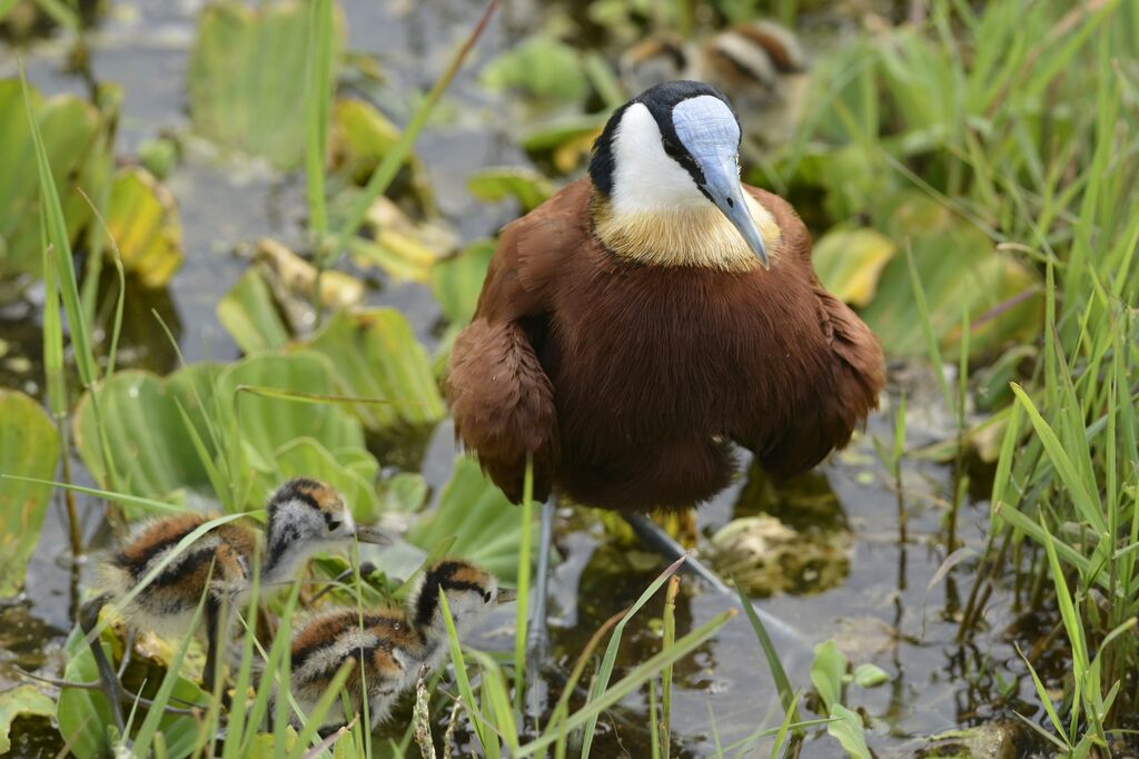 Jacana à poitrine dorée