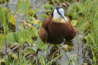 Jacana à poitrine dorée