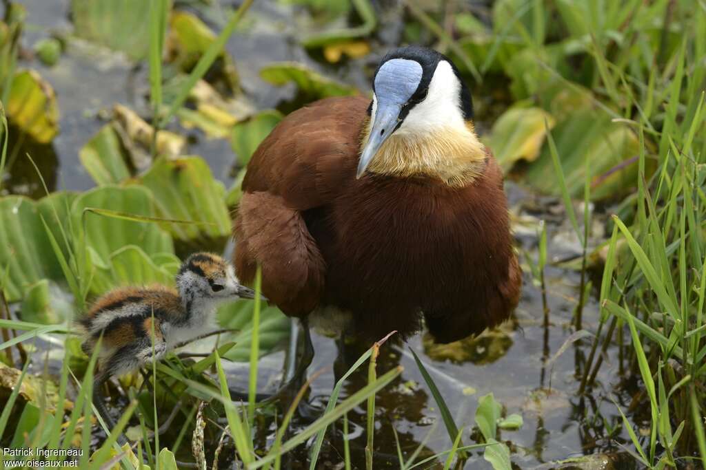 African Jacana, Reproduction-nesting