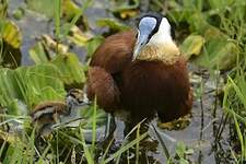 Jacana à poitrine dorée