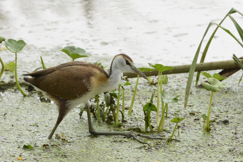 Jacana à poitrine doréeimmature