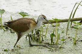 African Jacana