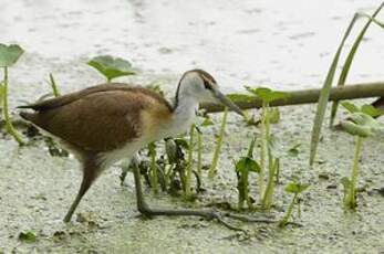 Jacana à poitrine dorée