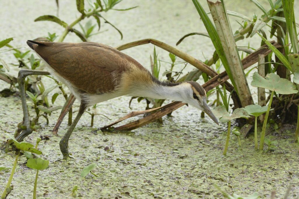 African Jacana