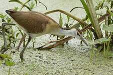 Jacana à poitrine dorée