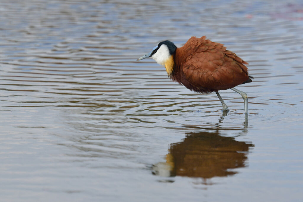 Jacana à poitrine doréeadulte
