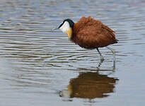 Jacana à poitrine dorée