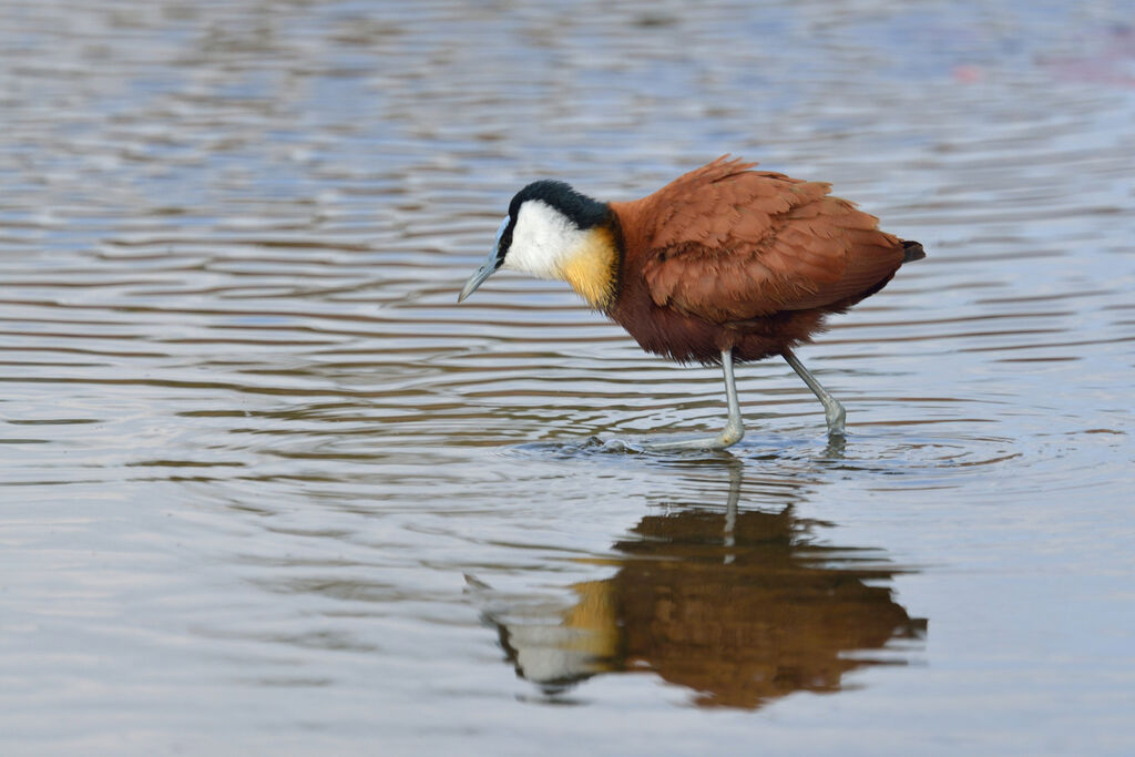Jacana à poitrine doréeadulte